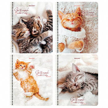 Тетрадь А5, 96 л., BRAUBERG, гребень, клетка, обложка картон, "Котики" (микс в спайке)