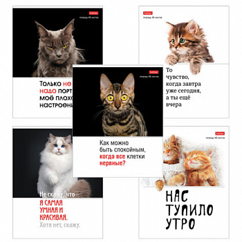Тетрадь А5 48 л., HATBER скоба, клетка, обложка картон, "Котоюмор" (микс в спайке), 079790, 48Т5В1