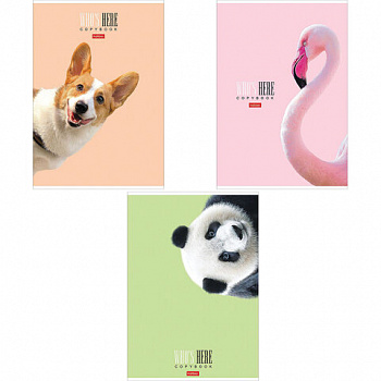 Тетрадь А4 96 л. HATBER скоба, клетка, матовая ламинация, "Кто здесь?" (микс), 066192, 96Т4лВ1