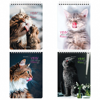 Блокнот А5 (146х206 мм), 80 л., гребень, картон, клетка, BRAUBERG, "Довольные коты"