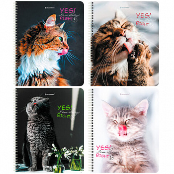 Тетрадь А5 80 л. BRAUBERG, гребень, клетка, глянцевая ламинация, "Довольные Коты" (микс в спайке)