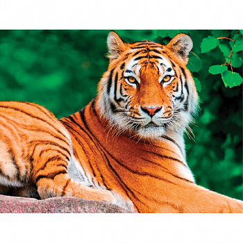 Картина стразами (алмазная мозаика) 40х50 см, ОСТРОВ СОКРОВИЩ "Тигр", на подрамнике